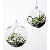 Hanging Terrarium  Kit : $200