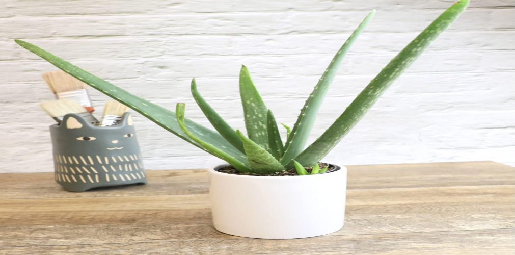 Aloe Vera