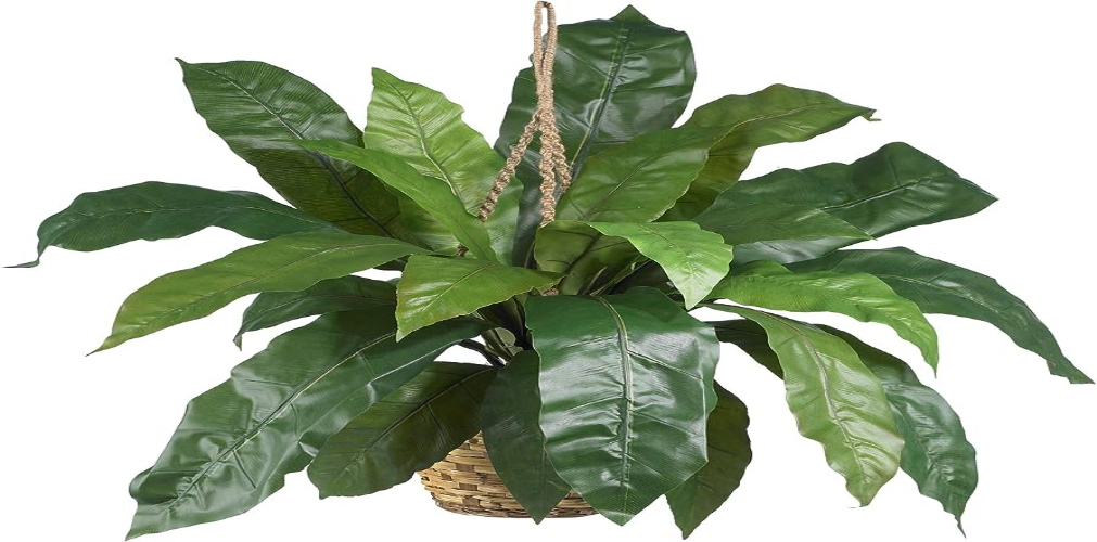 Bird’s Nest Fern