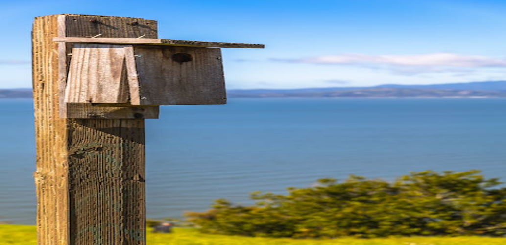 Bluebird Birdhouse