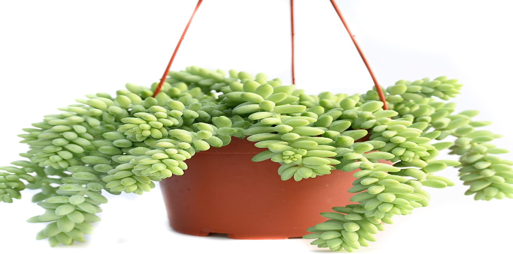 Burro’s Tail