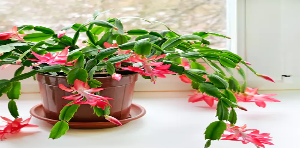 Christmas Cactus