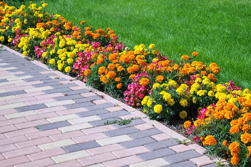 Flowers as Garden Edging