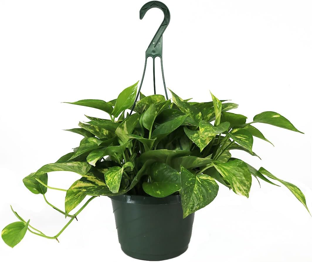 Golden Pothos