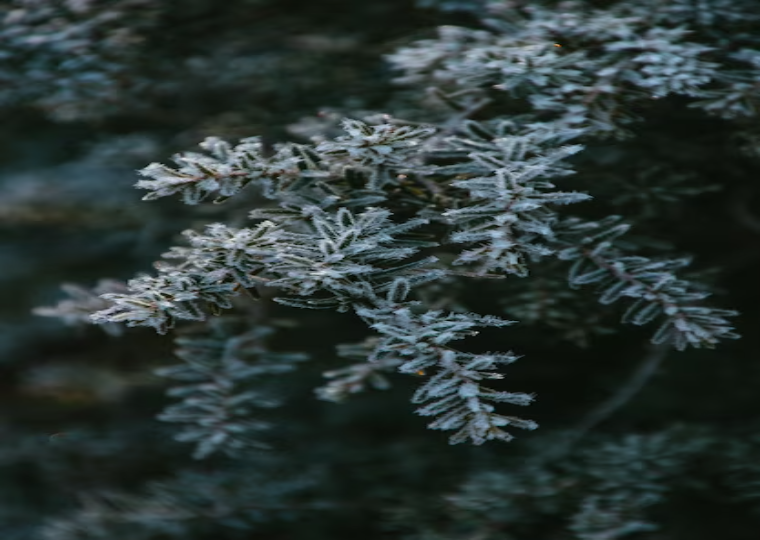 Natural Snow Decoration On Trees