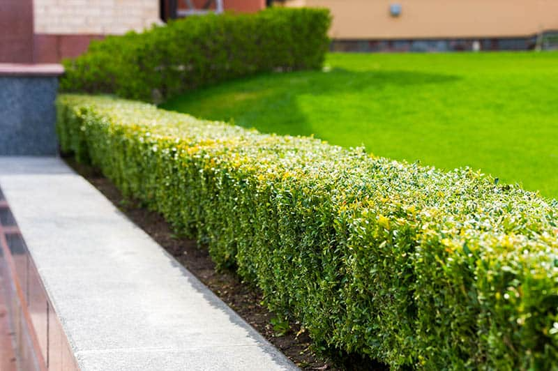 Plant a Hedge for Garden Edging
