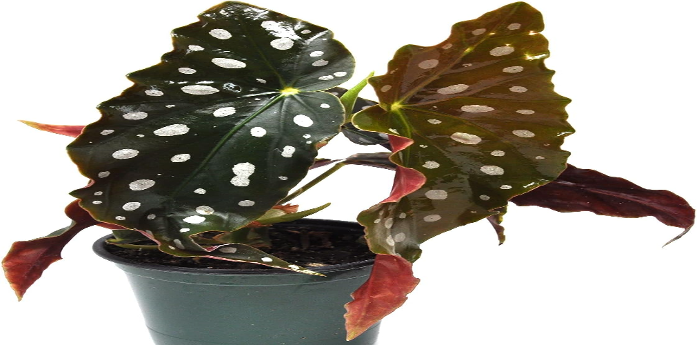 Polka Dot Plant