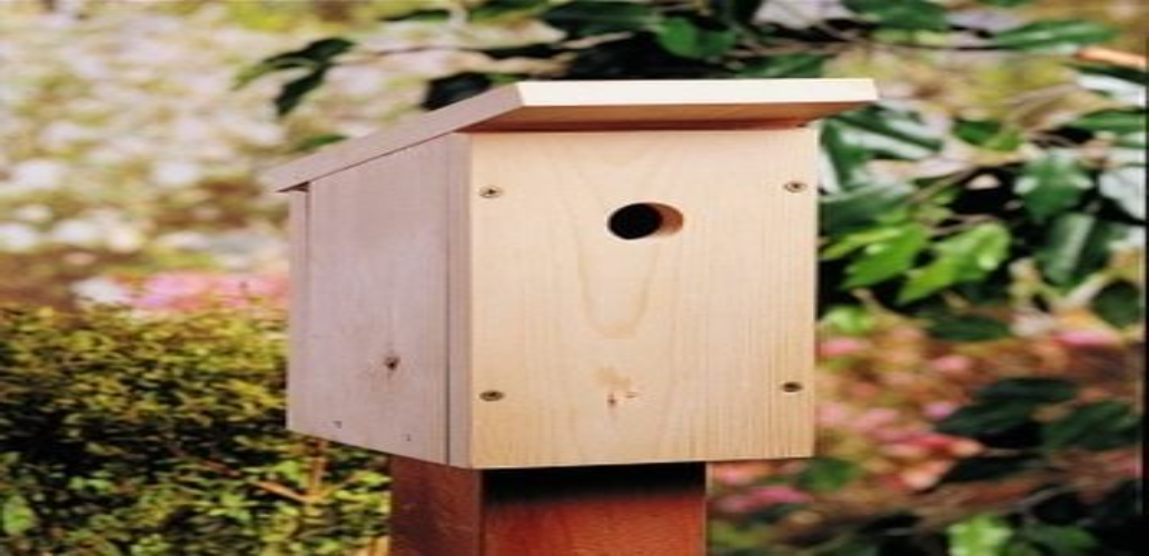 Single-Board Birdhouse