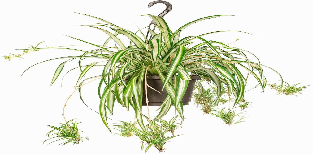 Spider Plant