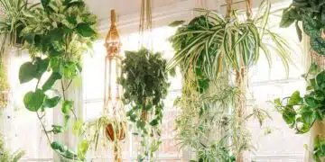 The Best 15 Indoor Hanging Plants Even A Beginner Won't Kill