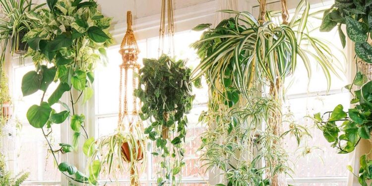 The Best 15 Indoor Hanging Plants Even A Beginner Won't Kill