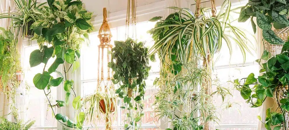 The Best 15 Indoor Hanging Plants Even A Beginner Won't Kill