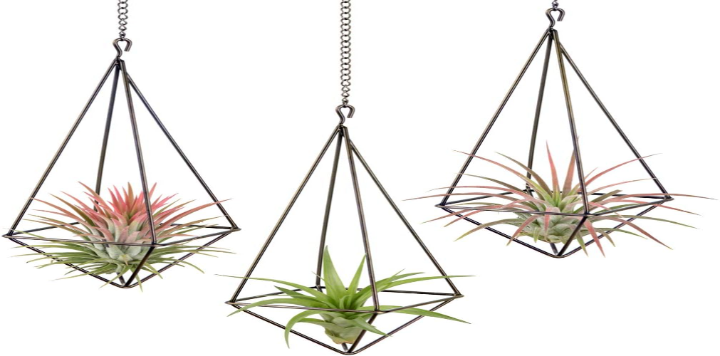 Tillandsia