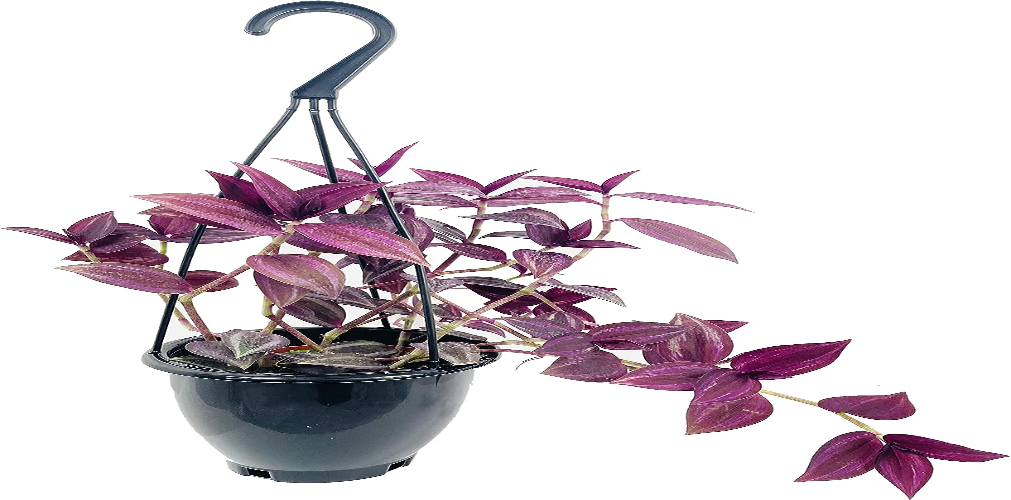 Tradescantia