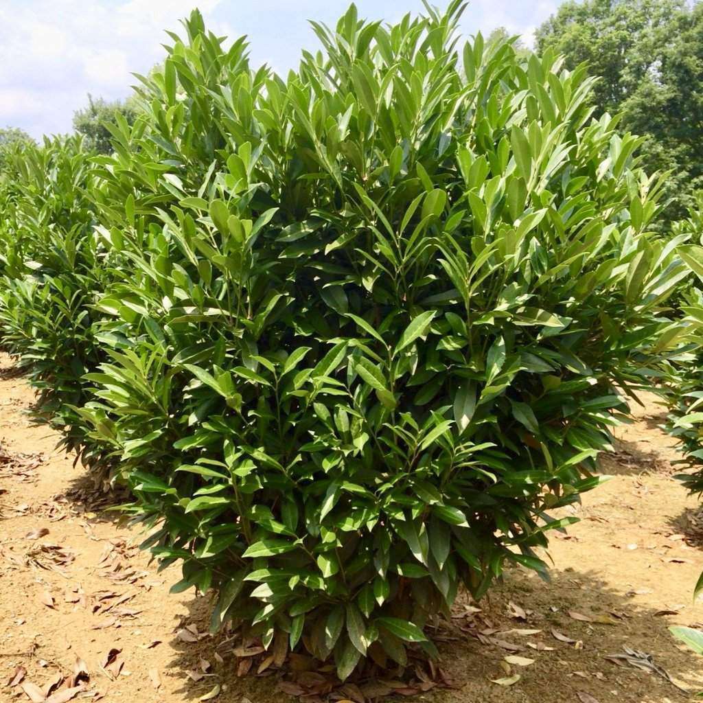 Growing Conditions for Skip Laurel Shrubs