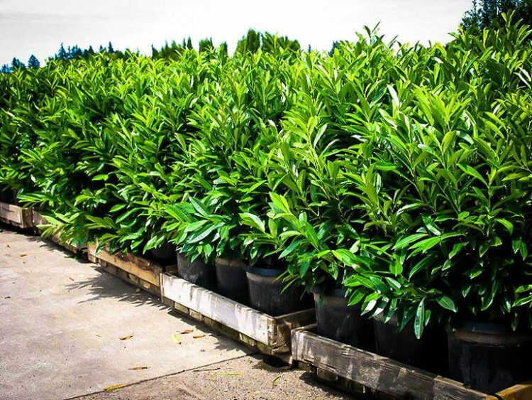 Learn How to Growing and Caring for Skip Laurel Shrubs - Amenity Home