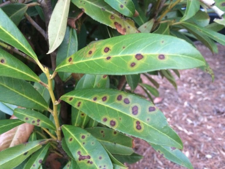 Pests Affecting Skip Laurels