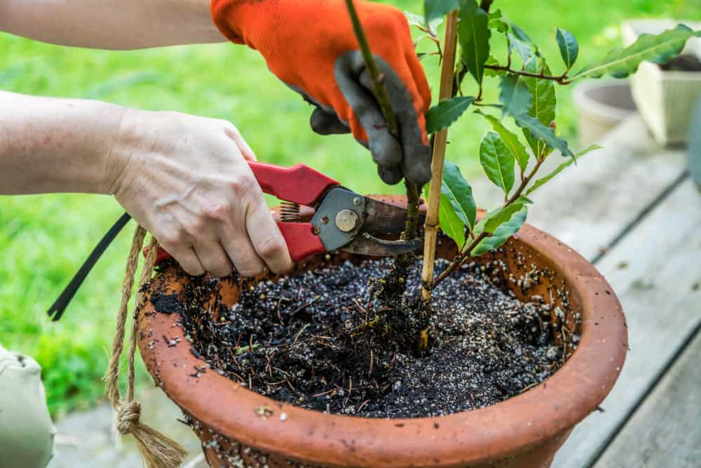 Pruning