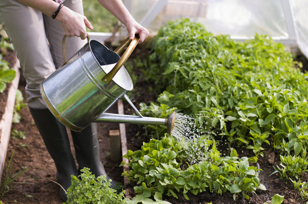 Watering