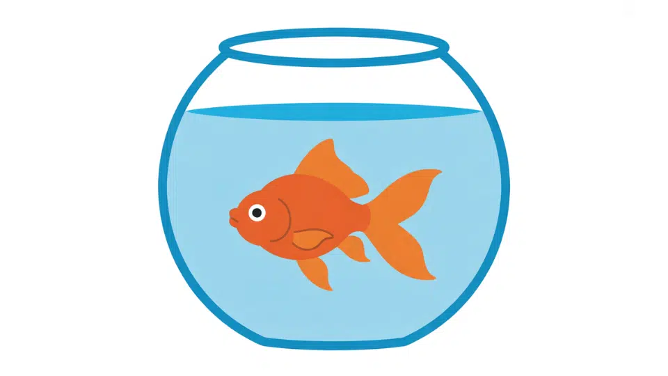 goldfish in a simple bowl