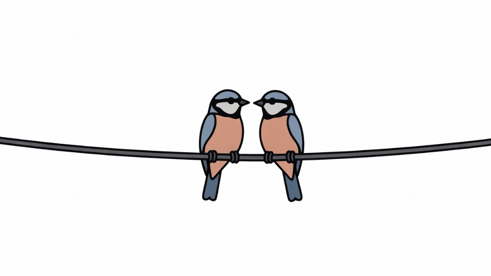 pair of birds sitting on a wire