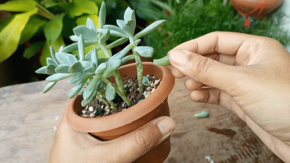 step 1 remove healthy leaves from the succulent