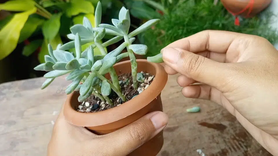 step 1 remove healthy leaves from the succulent