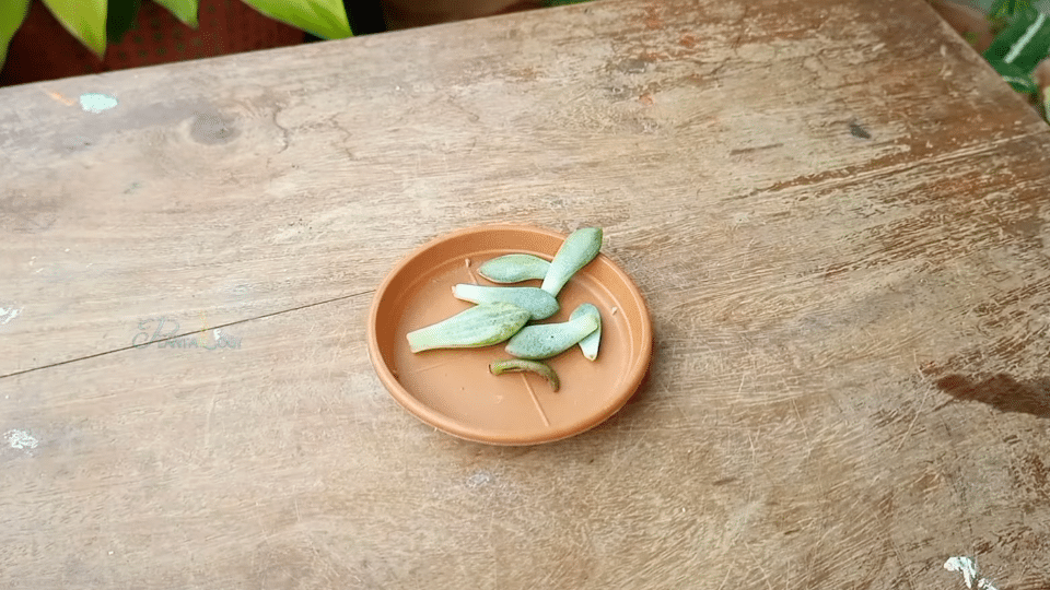 step 2 let the leaves dry and form a callus