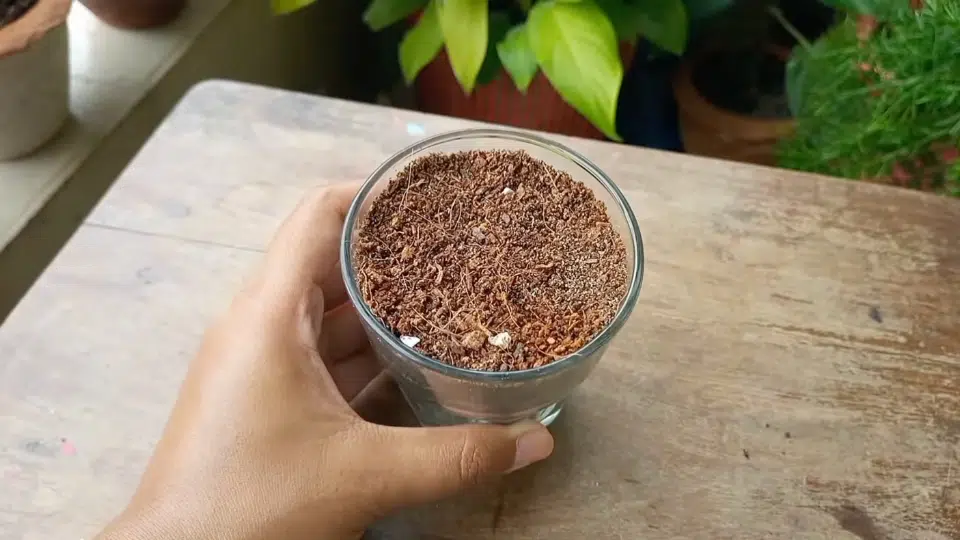 step 3 prepare a shallow pot with growing medium