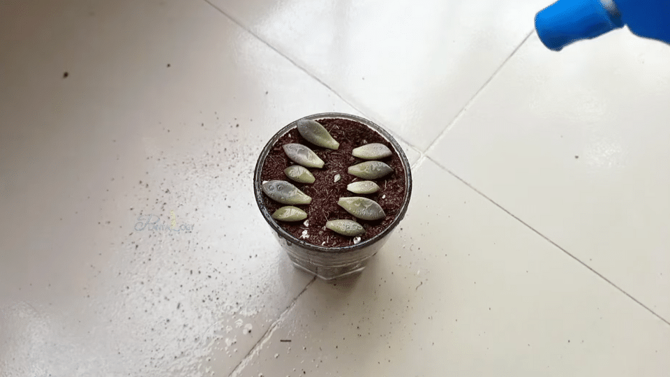 step 4 place leaves soil lightly moisten