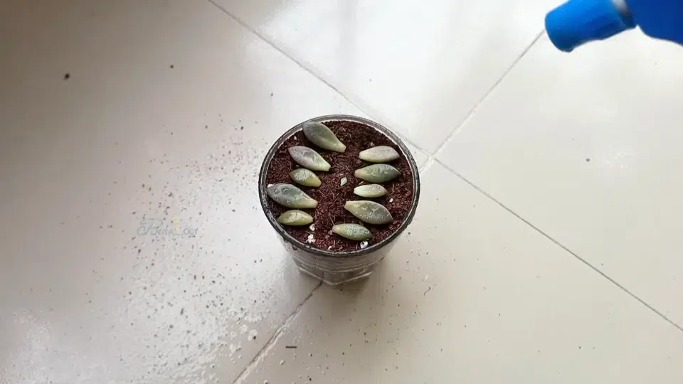 step 4 place leaves soil lightly moisten