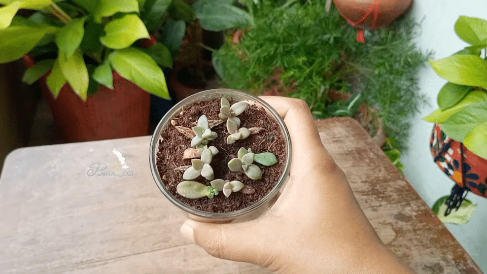 step 5 keep in indirect light and allow growth