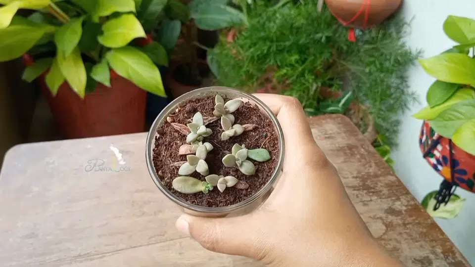 step 5 keep in indirect light and allow growth